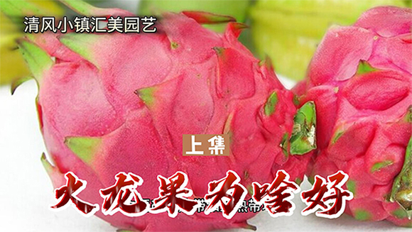 火龙果为啥好（上集1）-封面.jpg