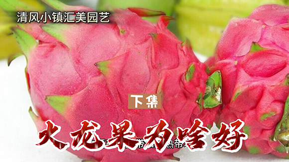 火龙果为啥好(下)-封面.jpg