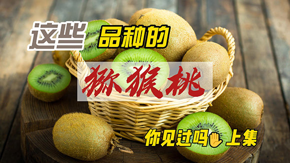 这些品种的猕猴桃你见过吗（上）-封面.jpg