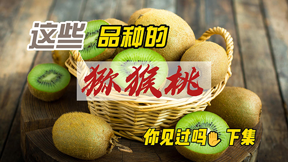 这些品种的猕猴桃你见过吗（下）-封面.jpg